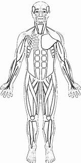 Key Muscular Skeleton Biologycorner Getdrawings 1207 Educative K5 K5worksheets sketch template
