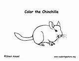 Chinchilla Coloring Pages Template Print Sponsors Wonderful Support Please sketch template