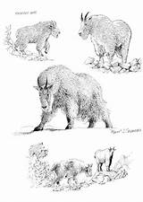 Coloring Chamois Large sketch template