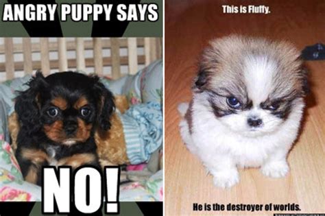 cutest angry puppy meme contest huffpost