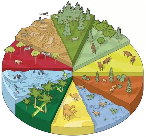 difference   biome   ecosystem quora