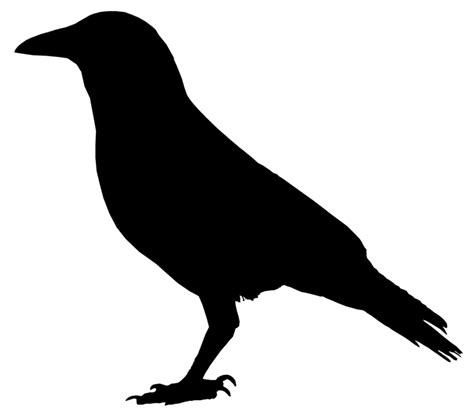crow vector clipart