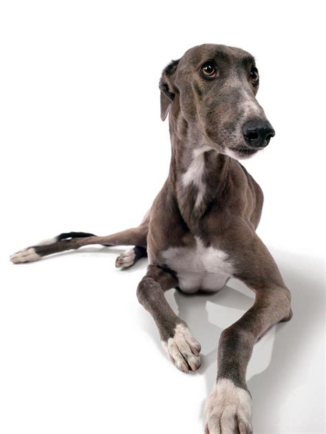 greyhound    greyhound   beautiful grey hound dog