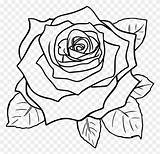 Rose Thorns Clipart Outline Realistic Drawing sketch template