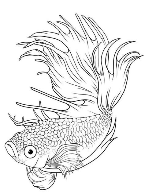 coloring pages coloring pages betta fish printable  kids adults