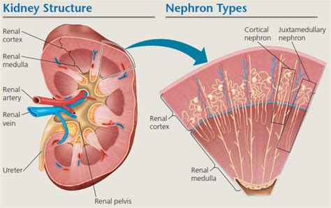 gambar struktur nefron  ginjal manusia
