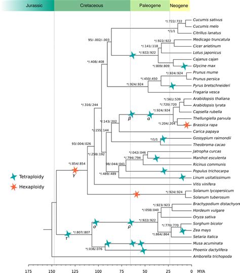 angiosperm species tree  scientific diagram