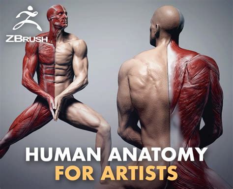 human anatomy  artists flippednormals