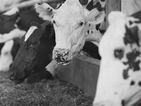 Mad Cow Disease In Humans Transmission Prevention Symptoms And More