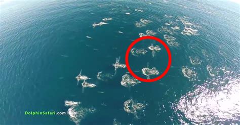 drone captured  rare  unusual event happening   ocean