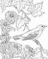 Bird Oriole Coloring Pages Baltimore Maryland State Flower Printable Color Birds Drawing Susan Texas Adult Eyed Outline Colouring Drawings Animals sketch template