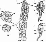 Trematode Larval Regatas Sporocyst Aires Publication sketch template