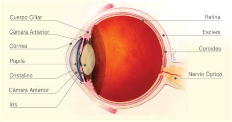 anatomia del ojo  catedra oftalmologia