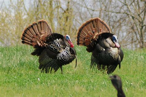 gobblers  mistakes  midwest outdoors