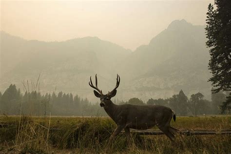 yosemite national park closes due  poor air quality  wildfires