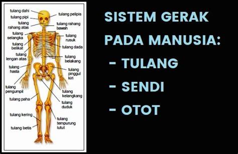 sistem gerak  manusia tulang sendi  otot penjelasan sistem