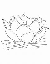Lotus Coloring Pages Kids Printable sketch template