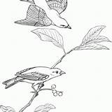 Tanager Scarlet sketch template
