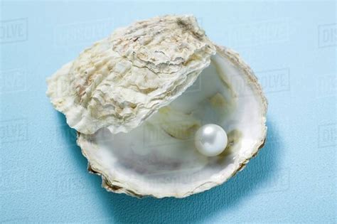 pearl  oyster shell stock photo dissolve