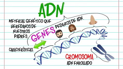 🔬adn Gen Y Cromosoma Diferencias🔬 [fácil Y Rápido] BiologÍa Youtube