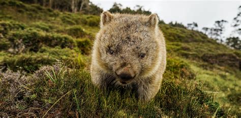A Rare Video Of Wombats Having Sex Sideways Offers A Glimpse Into The