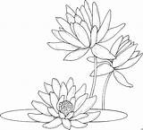 Seerosen Drei Malvorlage Lily Ausmalbild Lilies Nenuphar Flor Frog sketch template