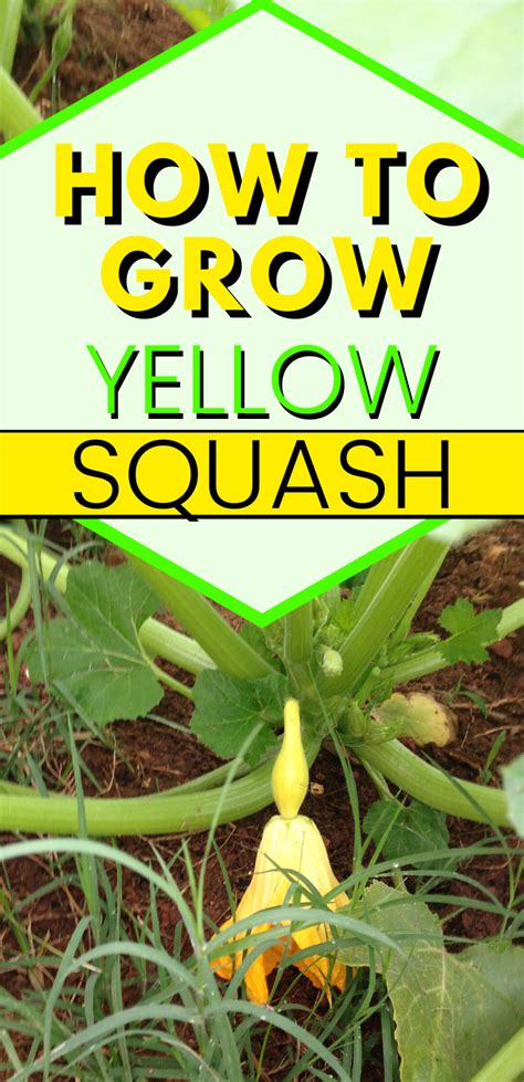 easy  learn   grow yellow squash yellow squash grows
