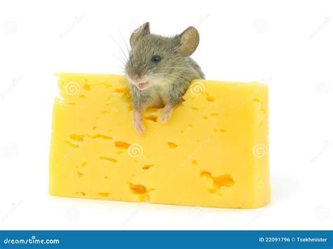 mouse  cheese royalty  stock image image