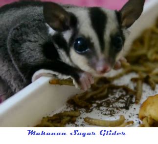 makanan  membuat sugar glider gemuk tupai