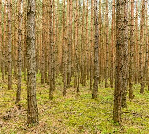 trees  dense forest  stock photo