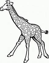 Girafa Pintar Jirafas Jirafa Educativeprintable sketch template