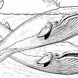 Mating Blue Whale Coloring sketch template