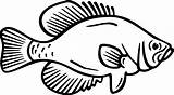 Fish Crappie Silhouette Clip Clipart Coloring Transparent Library Fishing Largemouth Bass sketch template