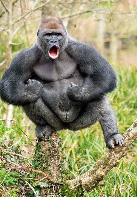 gorilla   stone  muscle     fight  metro news