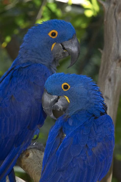 blue macaw blue macaw pet birds parrots parrot