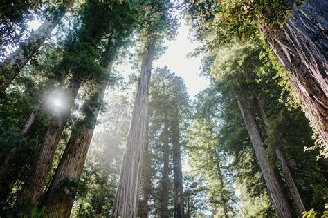 ultimate guide  redwood national  state parks