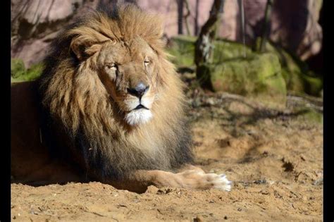 woman mauled to death by lion while having sex in zimbabwe the