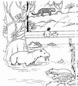 Zoo Coloring Pages sketch template