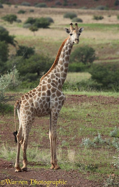 giraffe photo wp