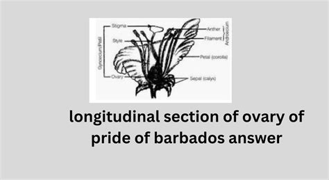 Longitudinal Section Of Ovary Pride Of Barbados Answer Biological