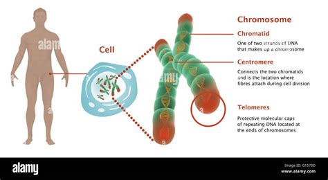 Illustration Des Télomères Sur Un Chromosome Représentés Sont Le