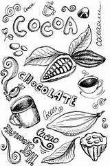 Cacao Bean Illustrations Stock sketch template