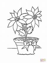 Coloring Poinsettia Pages Flower Christmas Printable Pot Kids Drawings Bouquet Outline Color Drawing Tumblr Leaf Weed Supercoloring Getdrawings Popular sketch template