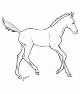 Foal Lineart Foals Yearling Fohlen Pferde Breeding Araber Malvorlagen sketch template