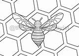 Honeycomb sketch template