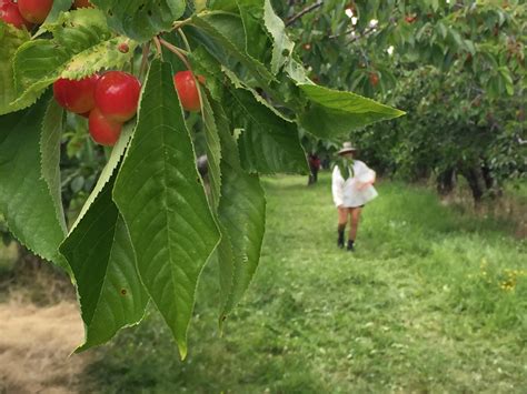 wsu horticulture center  teaching orchard department