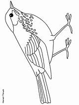 Thrush Pasari Meadowlark Desene Calatoare Hermit Nebraska Uccelli Rondine Rondini 2284 sketch template