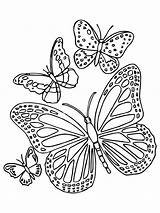 Schmetterling Ausdrucken sketch template
