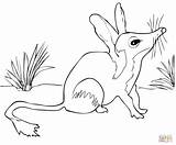 Bilby Australian Coloring Pages Animals Drawing Shepherd Cute Printable Brolga Outline Animal Bilbies Australia Color Adult Swamp Drawings Designlooter Getcolorings sketch template