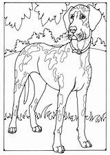 Dog Coloring Danish Pages Mastiff Deense Large Edupics sketch template